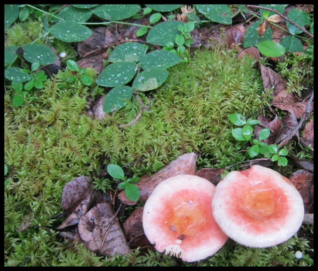 pair of pinkish colored mushrooms in the moss.JPG
