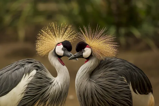 grey-crowned-crane-540657_1280.webp