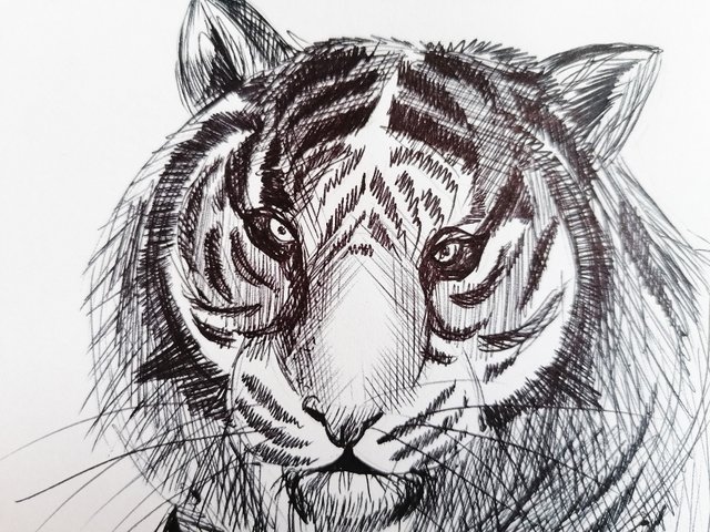 tiger pen (7).jpg