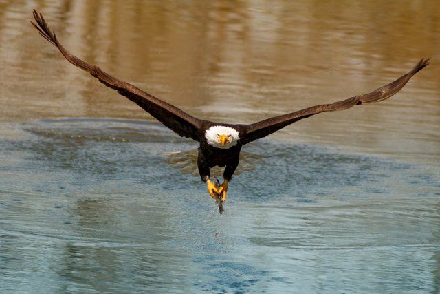 Eagle-Fish-Grab-Saved-for-Web.jpg