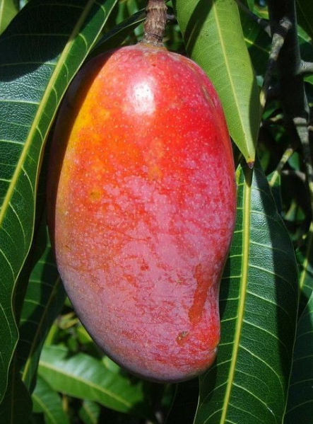 mango.png