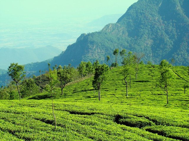 TEA-Garden-3.jpg