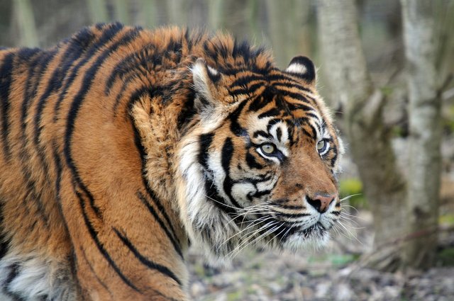 tiger-1376065_1920.jpg