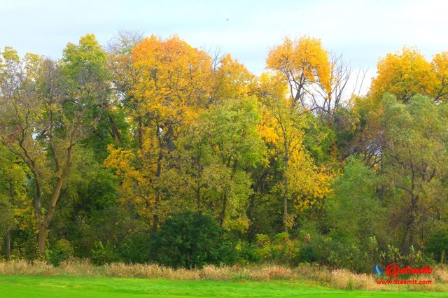 landscape trees fall leaves C10-10_0002.JPG