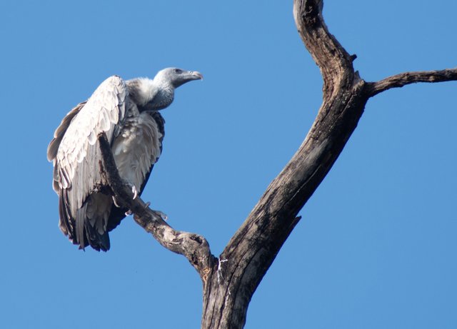 vulture.jpg