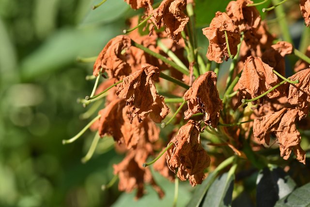 drystuff rhododendron flowers 2.jpg