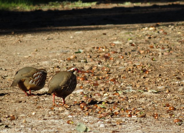 Perdizes (Alectoris rufa) (2).jpg