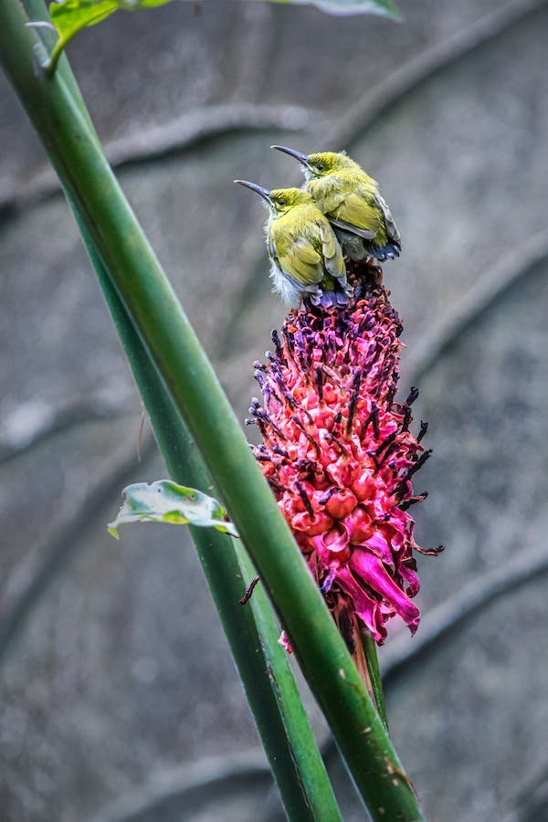 free-photo-of-arachnothera-longirostra-birds-on-plant.jpeg
