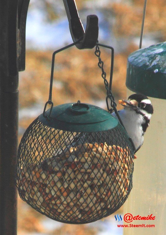 Hairy Woodpecker PFW14_0028.JPG