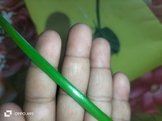 IMG20250604091030.jpg
