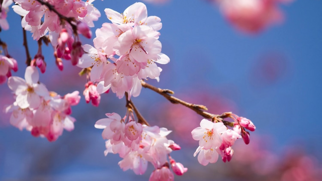 Kochi March 23, with full bloom on March 28.png