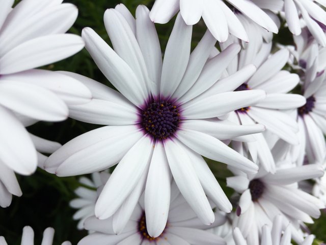 Beautiful White Flower.jpg