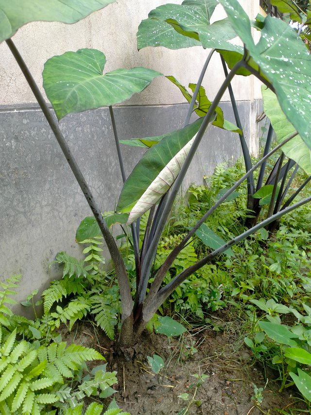 2649.jpg