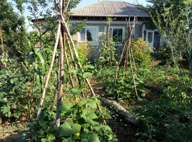 permaculture-garden-ecocostel.jpg