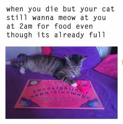 ouija cat.jpg