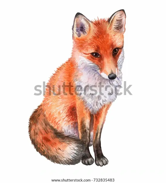 fox-isolated-on-white-background-600w-732835483.webp