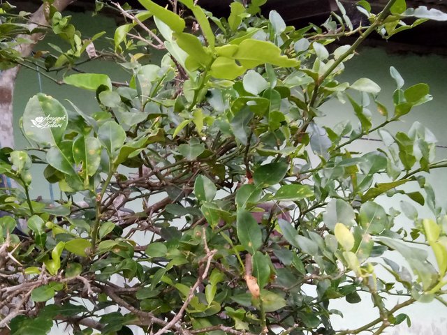 Kaffir Lime Plant.jpg