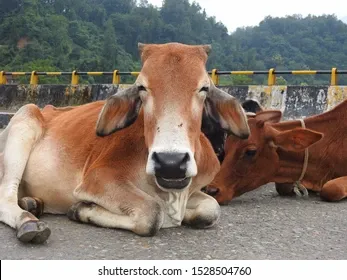 cattle-on-roads-india-very-260nw-1528504760.webp