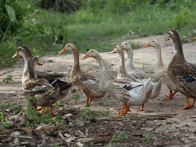 flock-of-ducks-4230475_1920.jpg