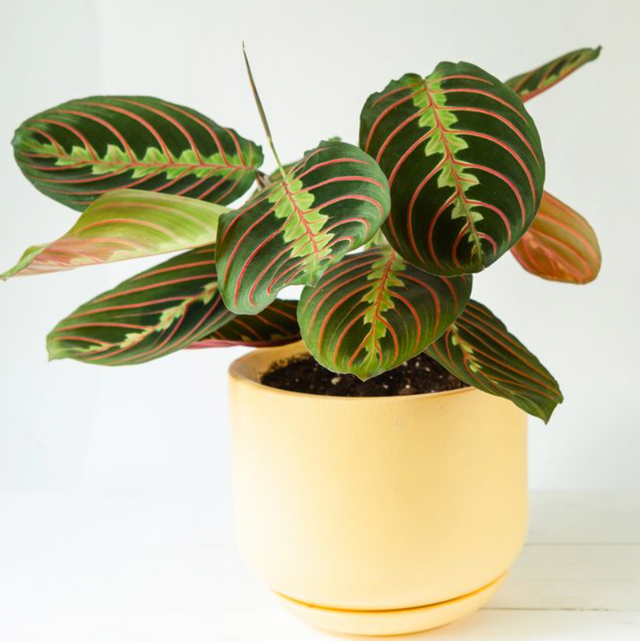 prayer plant.png