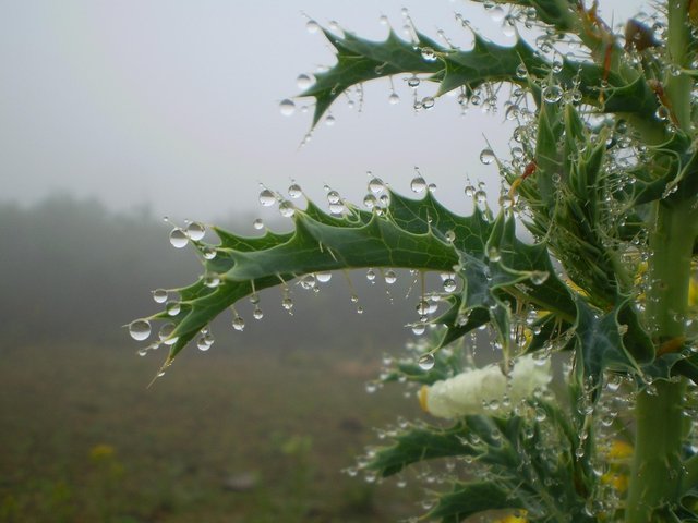 rain-2416163_1280.jpg