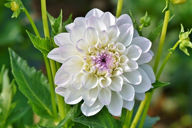 dahlia-3542887_640.jpg