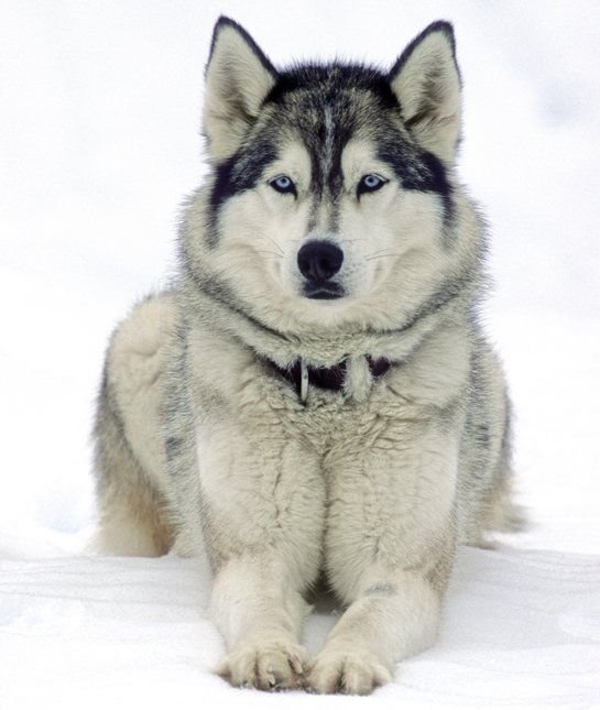 siberianhusky.jpg