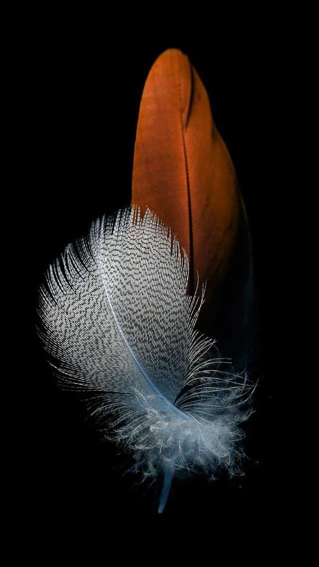 c5ae59a5d4717eced1643be1916d8c81--feather-wallpaper-feathers.jpg