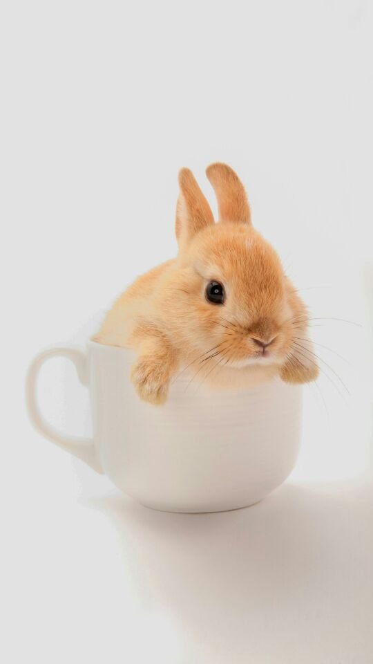 The petite rabbit sat in the cup.jpg