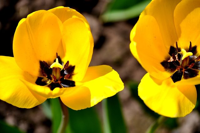 yellow-tulips-3012490_960_720.jpg