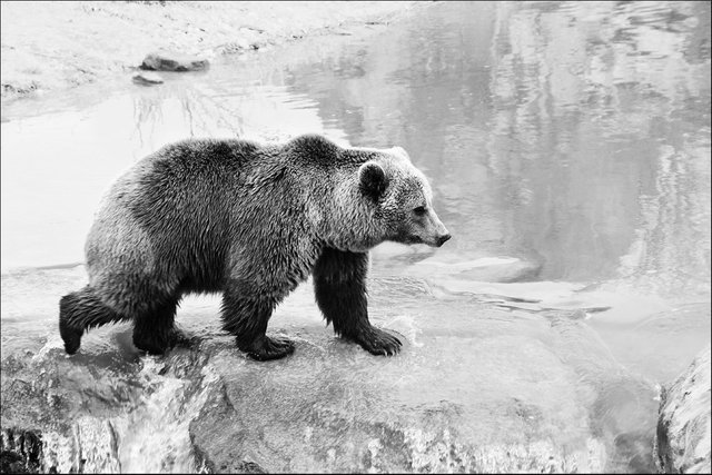 kamchatkan-brown-bear_8692730211_o (FILEminimizer).jpg