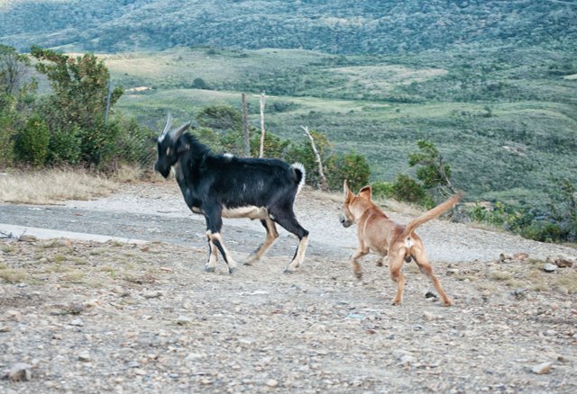 cabra y perro 2.jpg