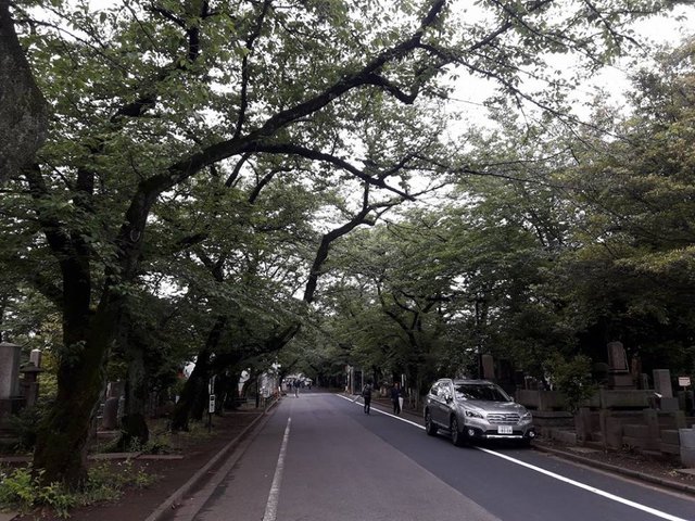 A Morning at Yanaka Ginza Shopping Street, Tokyo, Japan!