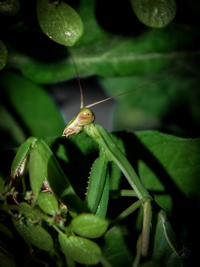 Mantis macro-12.jpg