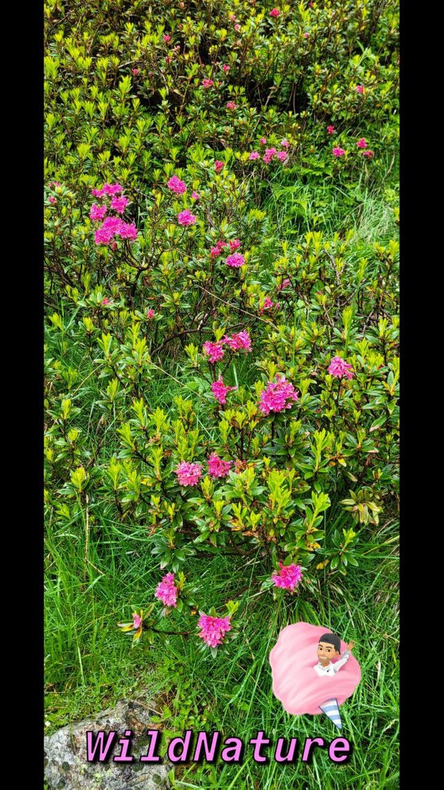 Rododendro 4.jpg