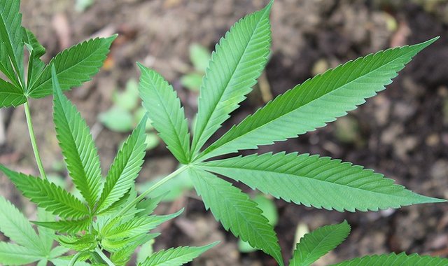 Hemp.jpg