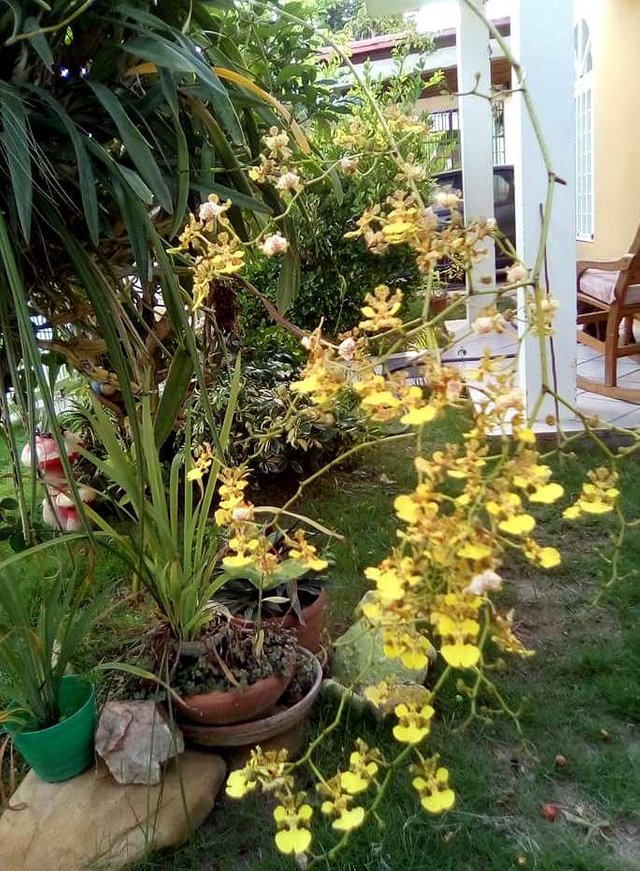 Orquidea amarilla1.jpg