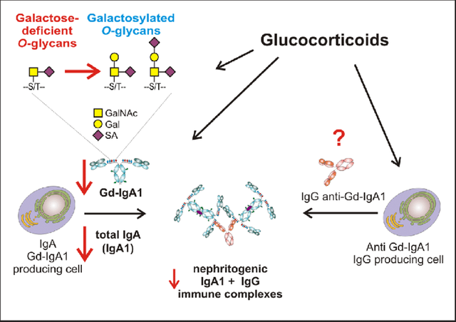 Hypothesis-about-how-corticosteroids-could-affect-the-course-of-IgAN-Glucocorticoids.png