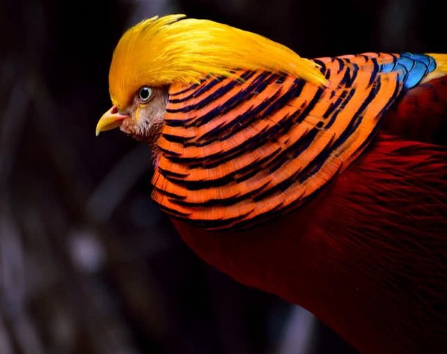 golden-pheasant.jpg