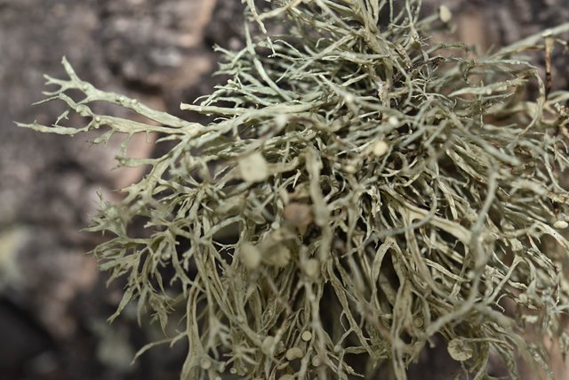 lichen cork tree 1.jpg