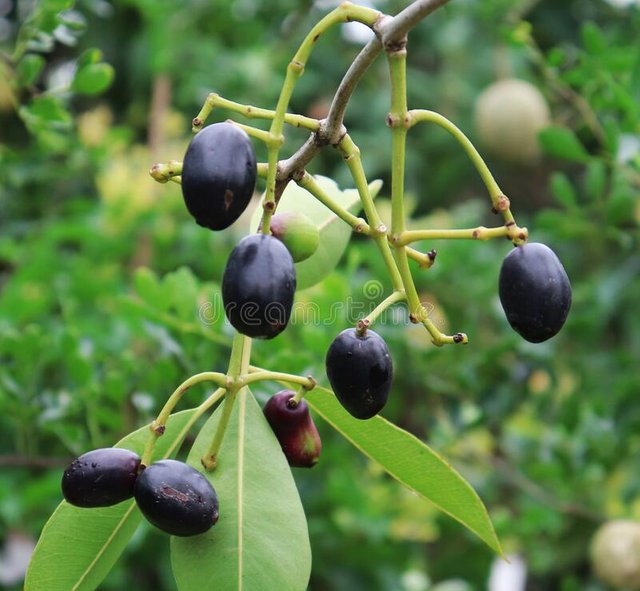 java-plum-tree-healthy-fruit-175155808.jpg