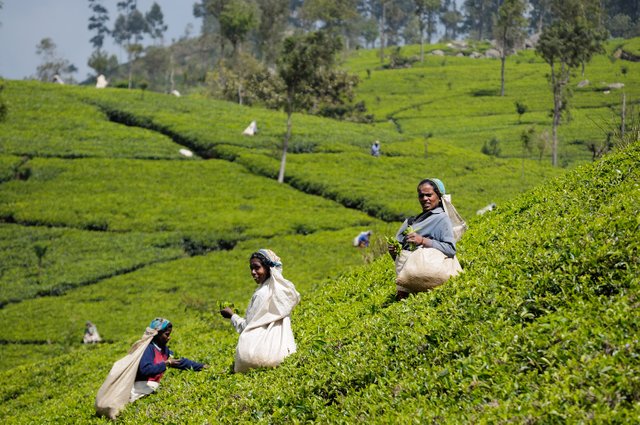 SriLanka_TeaHarvest_(pixinn.net).jpg