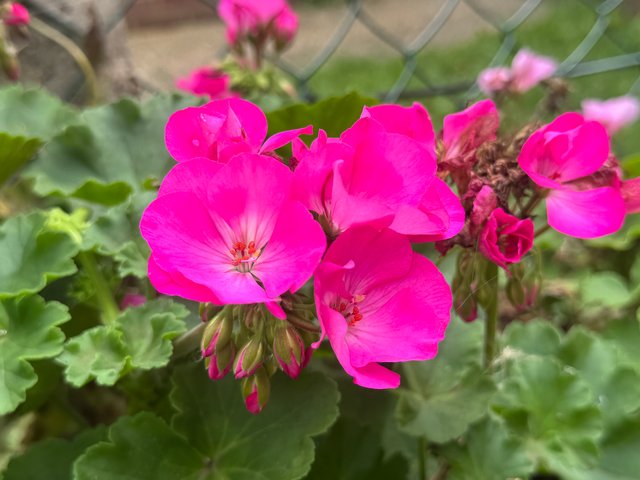 IMG_0478.jpeg