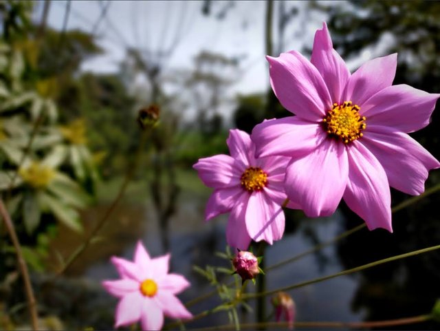 Cosmos Flower.jpg