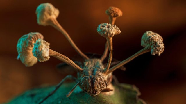 081822_rk_fungus-fly_feat-680x383.jpg