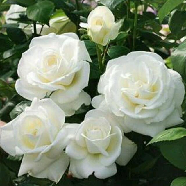 benih_mawar_putih__white_rose_import_1499613634_1374261d.jpg