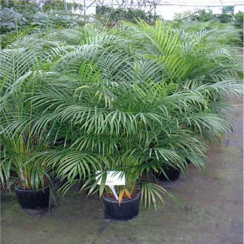 ARECAPALM.jpg