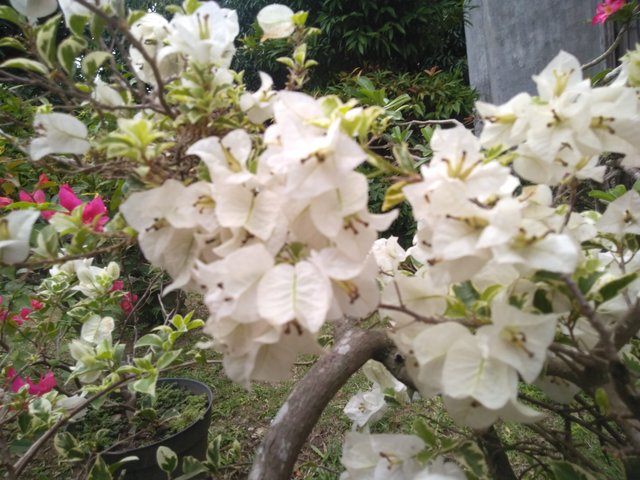 IMG20210405180115.jpg