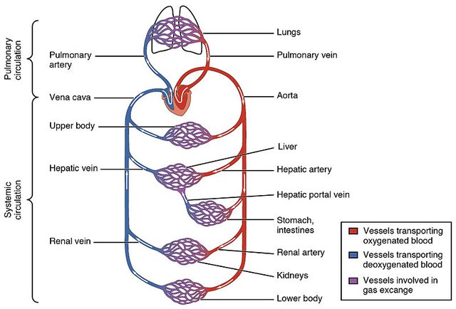 2101_Blood_Flow_Through_the_Heart.jpg