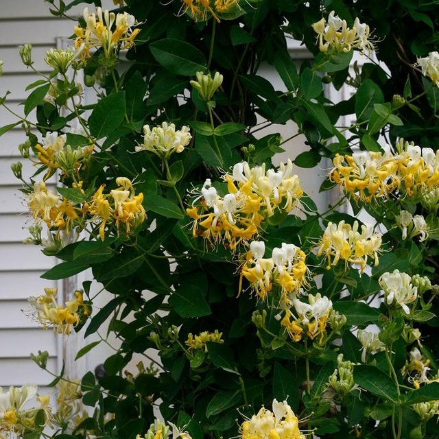 'Scentsation' Honeysuckle Vine - One Quart.jpeg